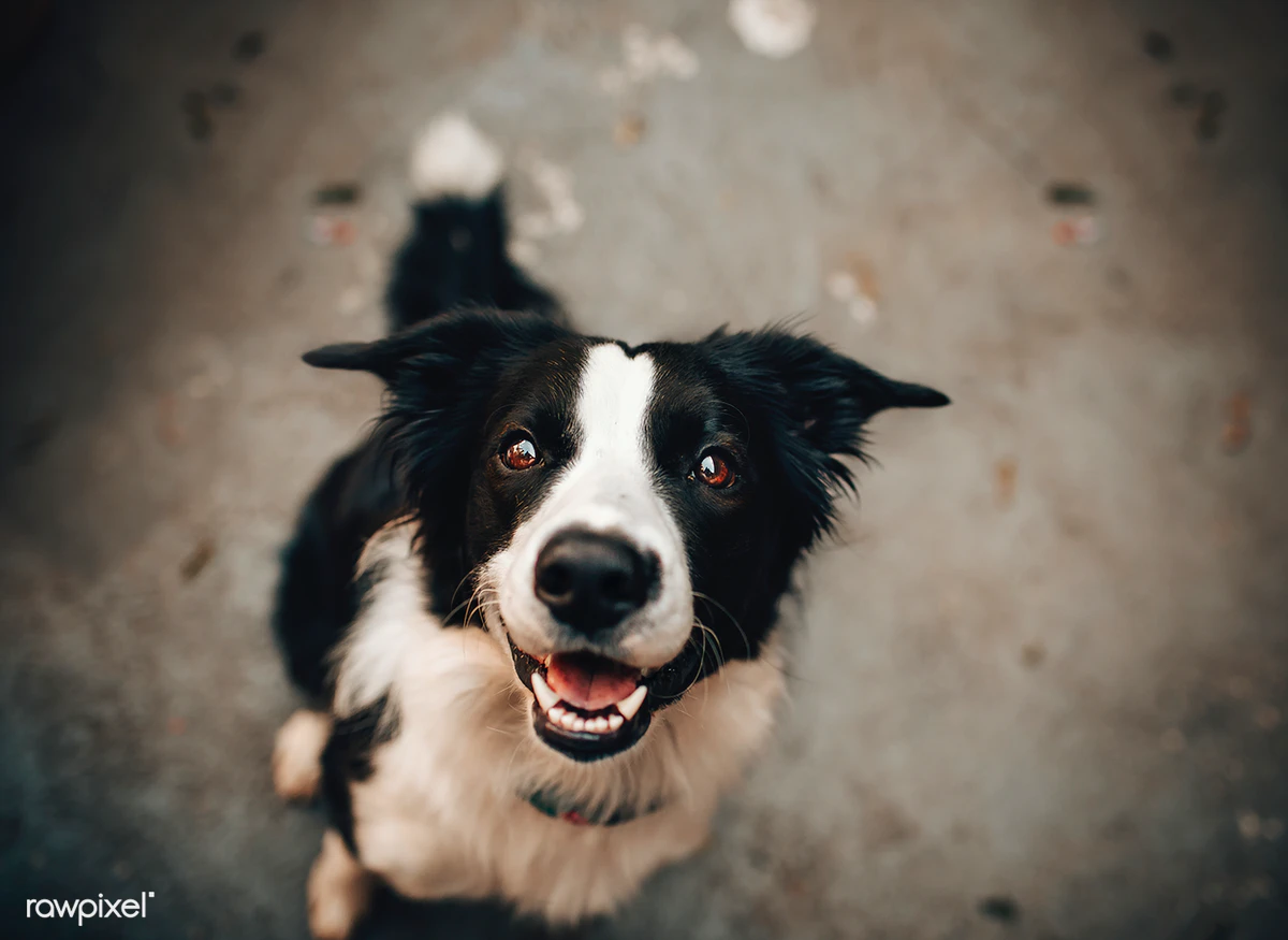 These Apps Can Answer Your First-Time Dog Owner Question