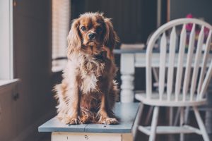 What You Should Do To Sell A Home When You Have Pets